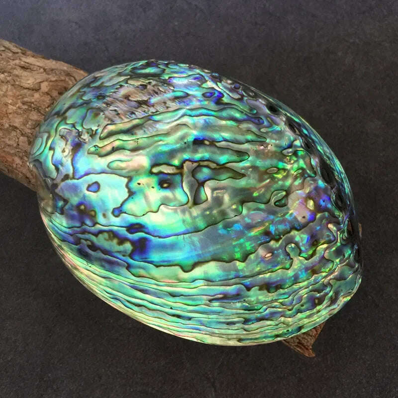 11-16CM Polished Abalone Shell Roasted Sage Utensils Large Conch Accessories Creative home accessories for Aquarium Nautical - KIMLUD