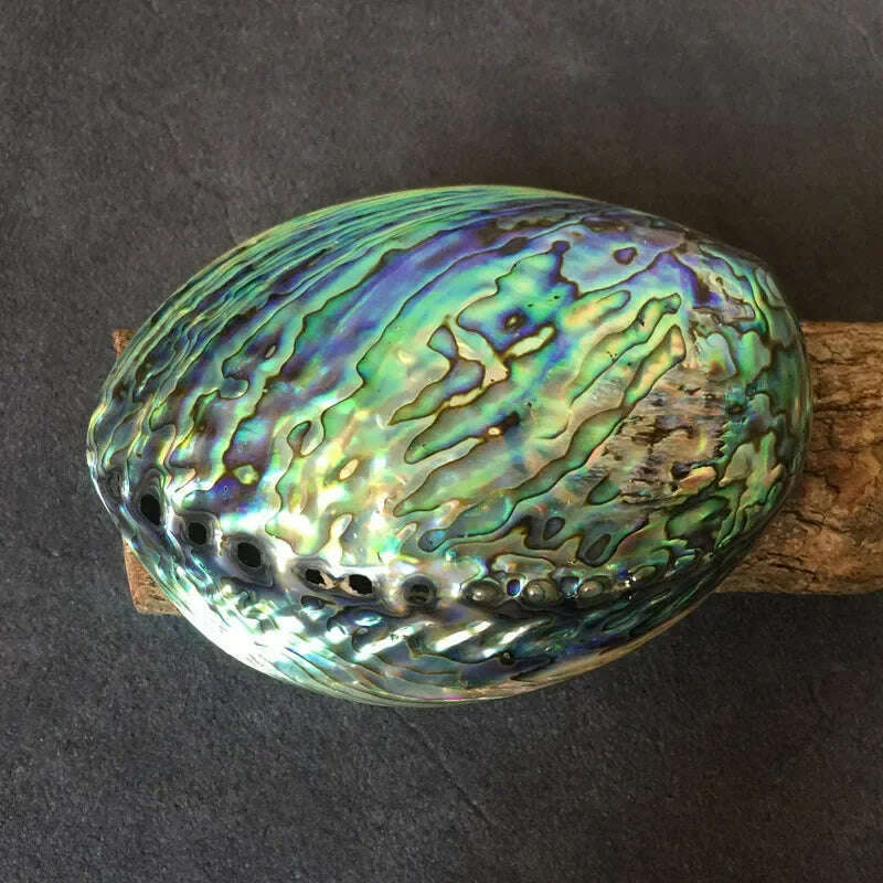 11-16CM Polished Abalone Shell Roasted Sage Utensils Large Conch Accessories Creative home accessories for Aquarium Nautical - KIMLUD