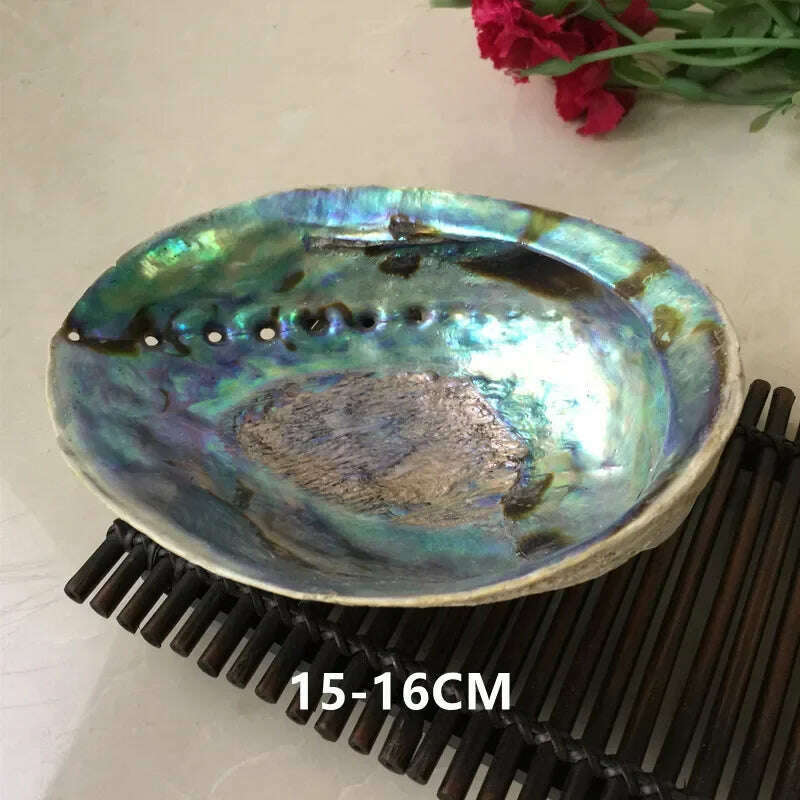 11-16CM Polished Abalone Shell Roasted Sage Utensils Large Conch Accessories Creative home accessories for Aquarium Nautical - KIMLUD