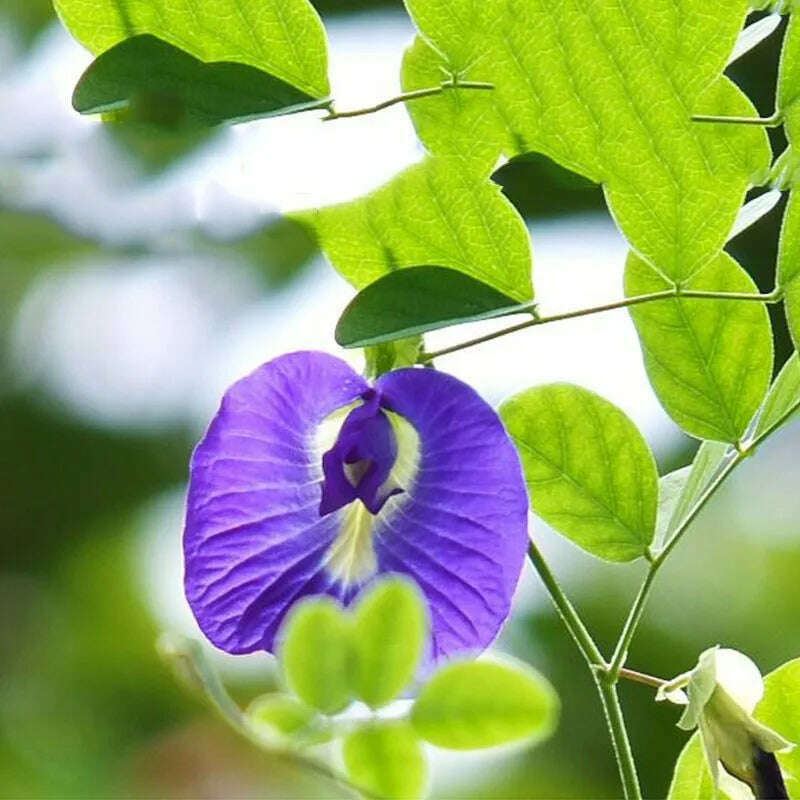 Top Natural Blue Butterfly Pea Dried Flower For Diy Candle Wedding Incense Making Butterfly Orchid Bud For Sachet Pillow Filling - KIMLUD